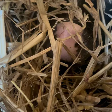 „am Gnaucks Hutberg“ 公寓