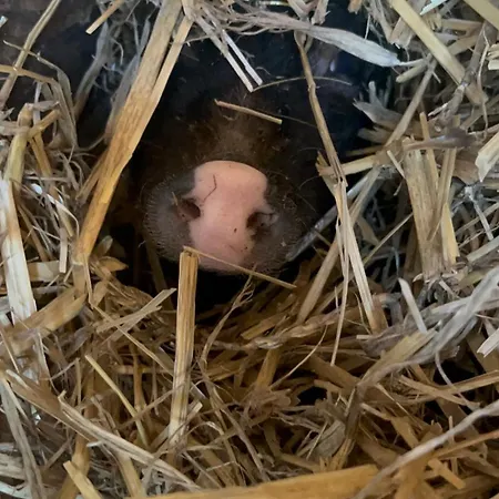 „am Gnaucks Hutberg“ *