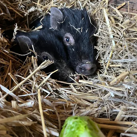 „am Gnaucks Hutberg“ Διαμέρισμα Hohnstein