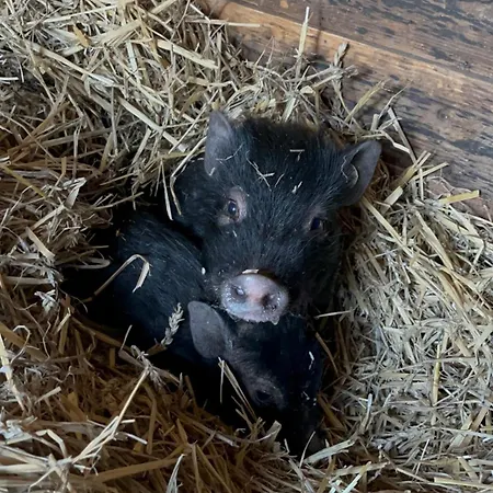 „am Gnaucks Hutberg“ * Hohnstein