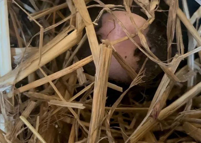 „am Gnaucks Hutberg“ Apartamento