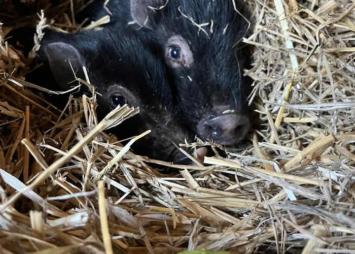 „am Gnaucks Hutberg“ Apartamento Hohnstein
