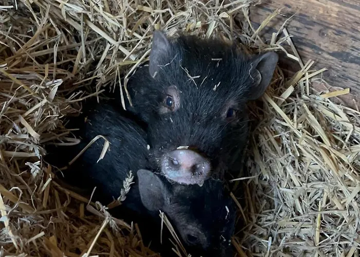 „am Gnaucks Hutberg“ * Hohnstein